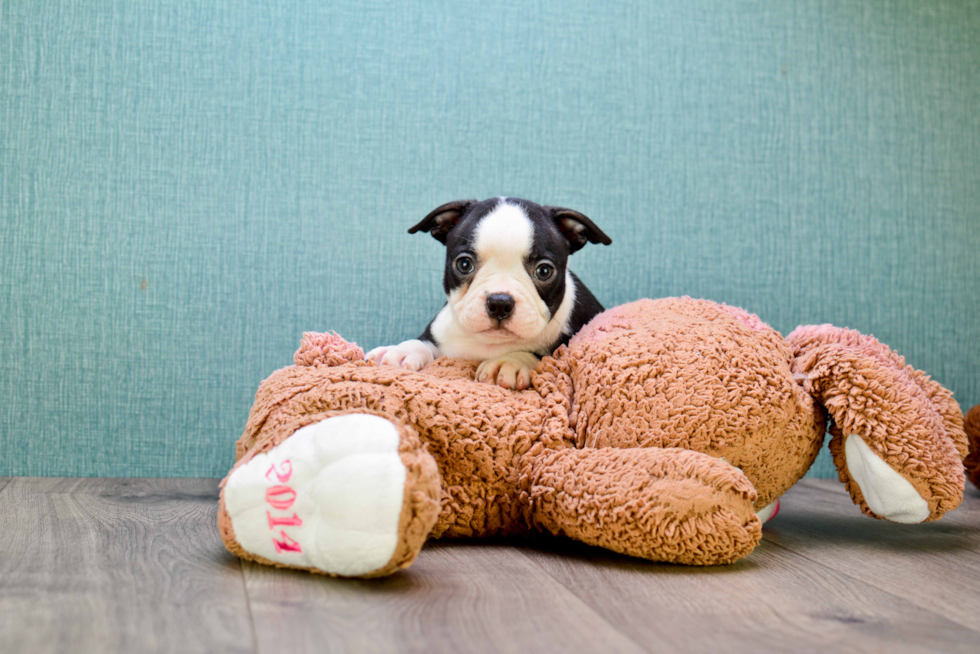 Akc Registered Boston Terrier Purebred Pup