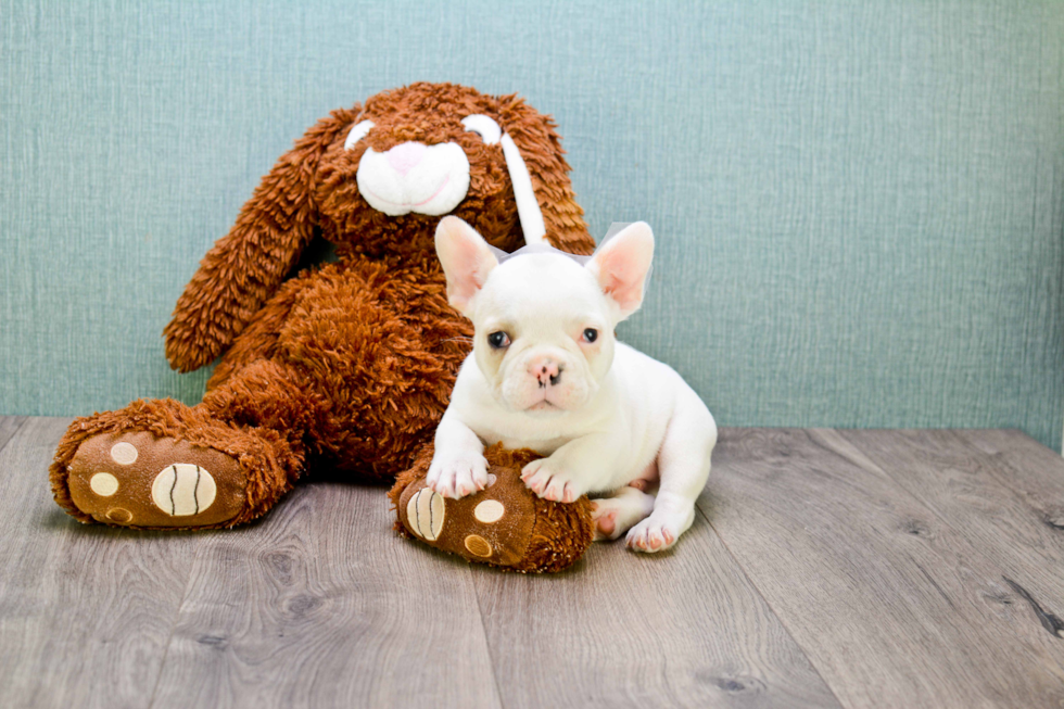 Best French Bulldog Baby