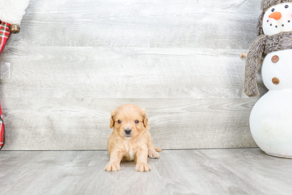 Funny Cavapoo Poodle Mix Pup