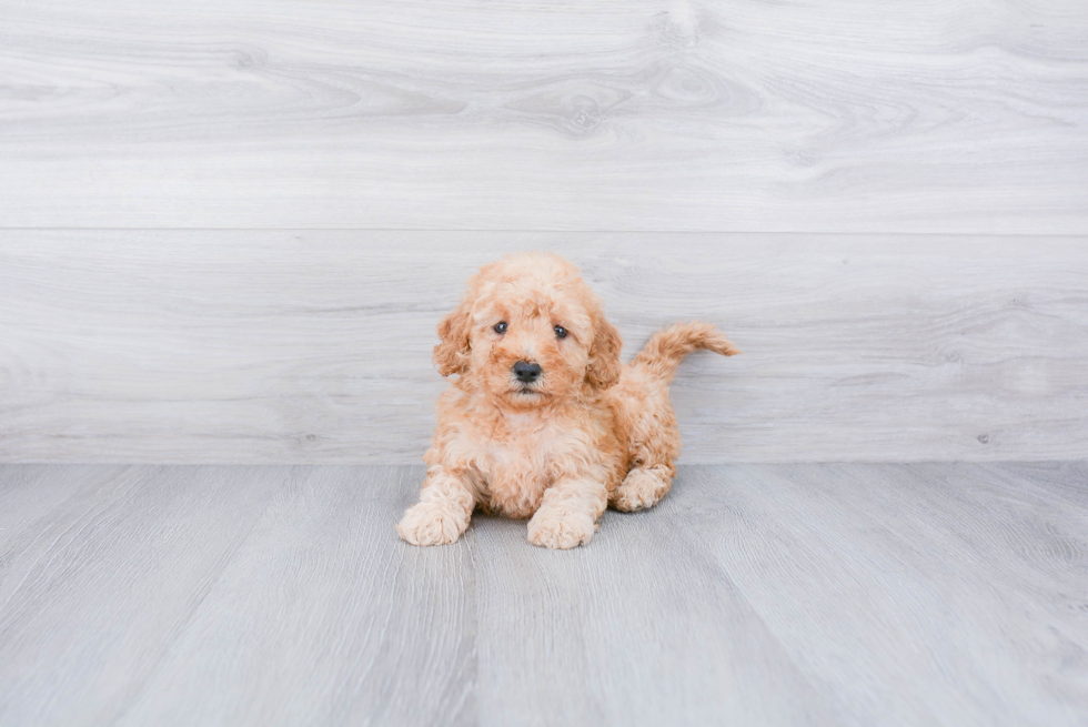 Mini Goldendoodle Puppy for Adoption