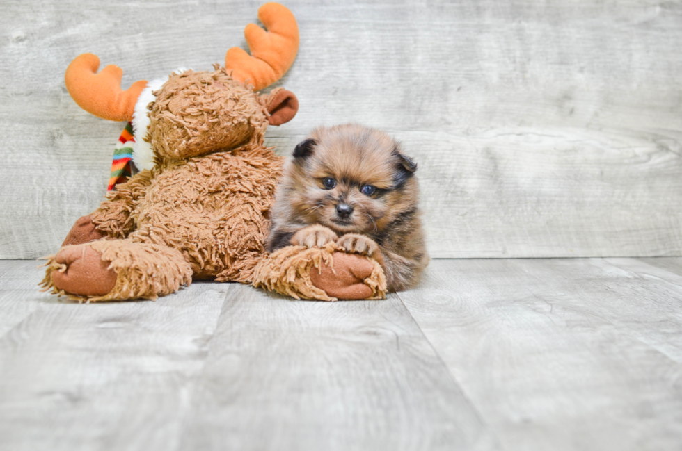 Sweet Pomeranian Purebred Puppy