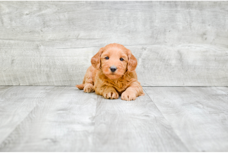 Mini Goldendoodle Pup Being Cute