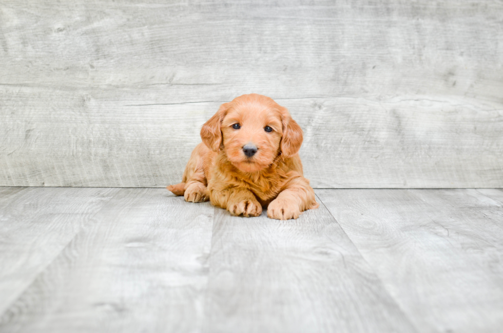 Mini Goldendoodle Pup Being Cute