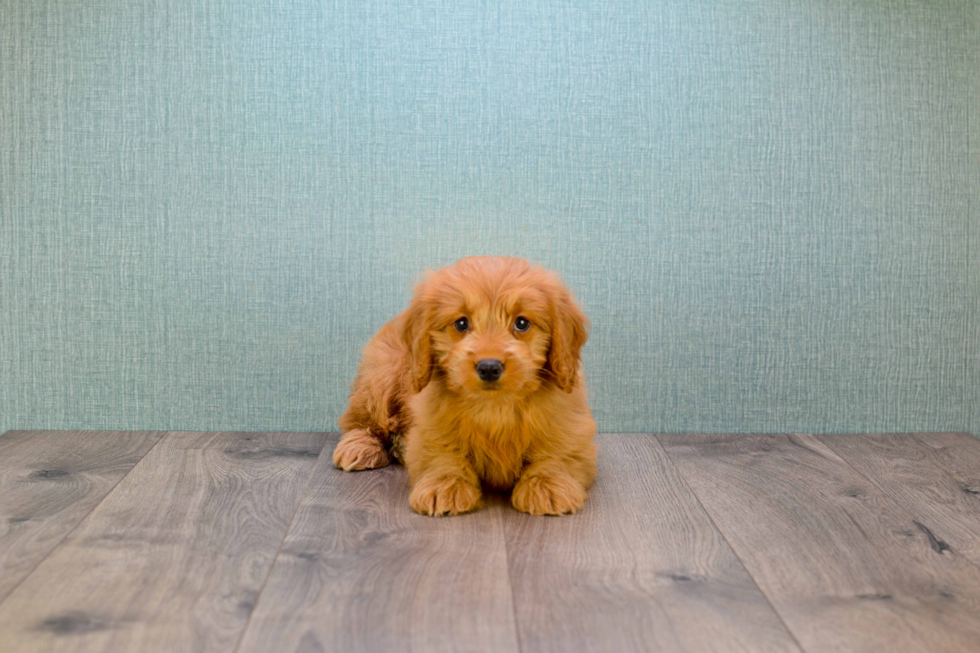 Cute Mini Goldendoodle Baby