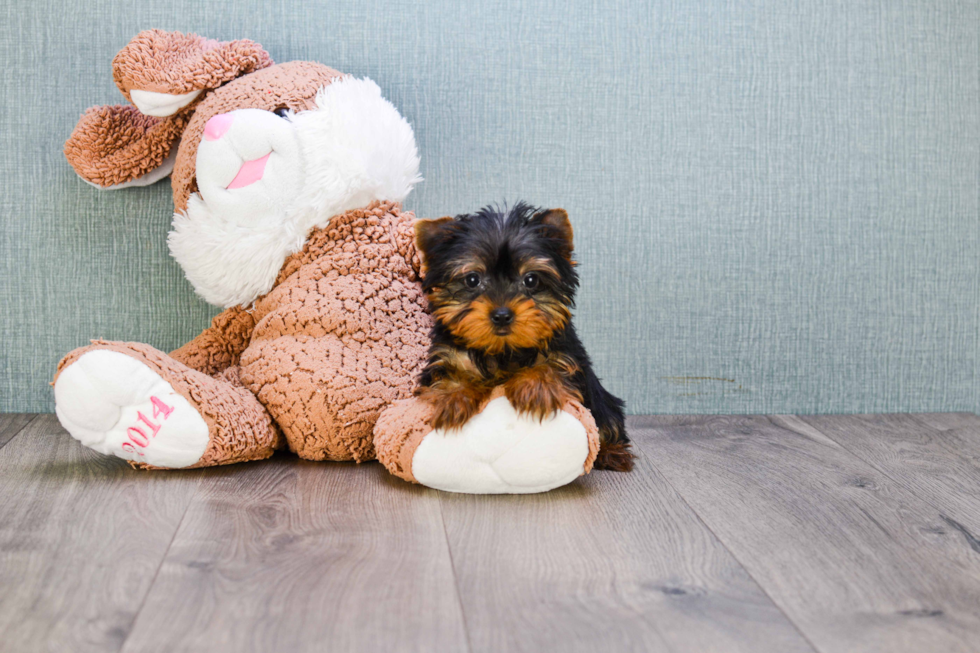 Meet Joey - our Yorkshire Terrier Puppy Photo 