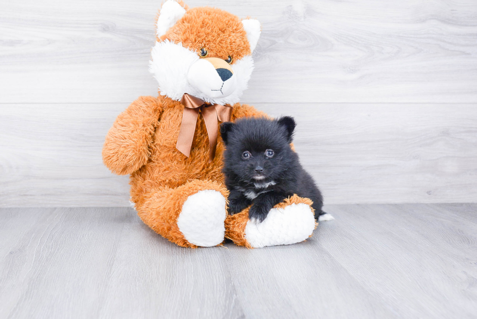 Best Pomeranian Baby