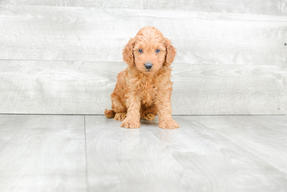 Fluffy Mini Goldendoodle Poodle Mix Pup