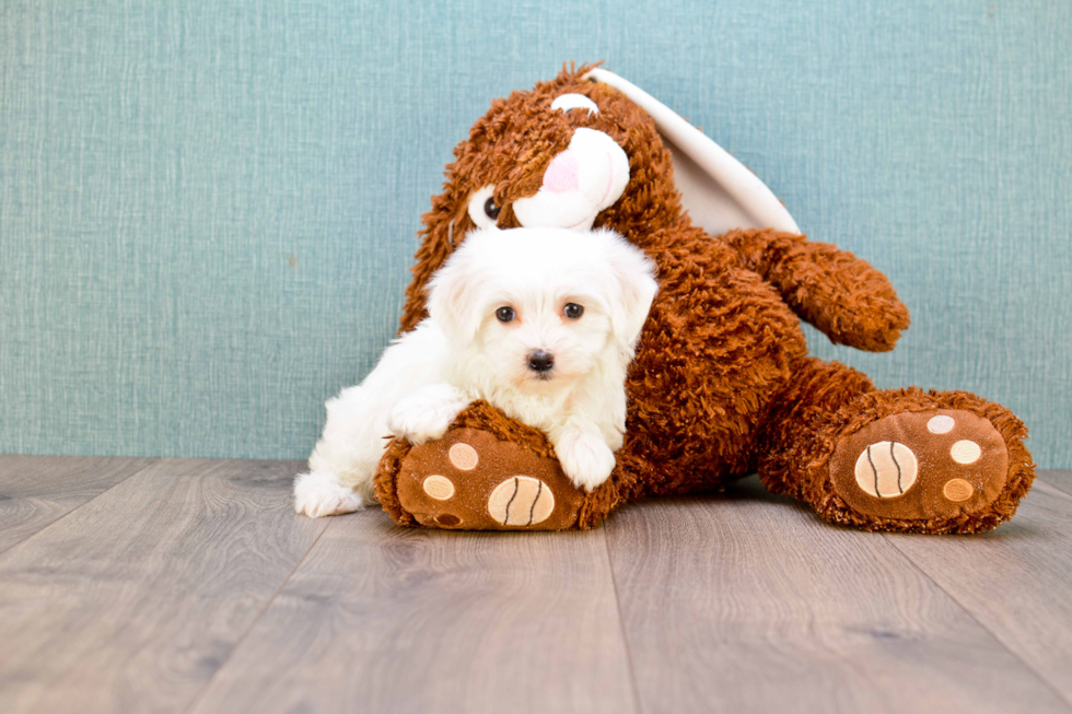 Maltipoo Pup Being Cute