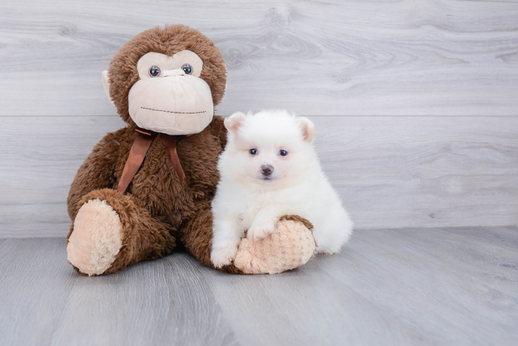 Adorable Pomeranian Purebred Puppy