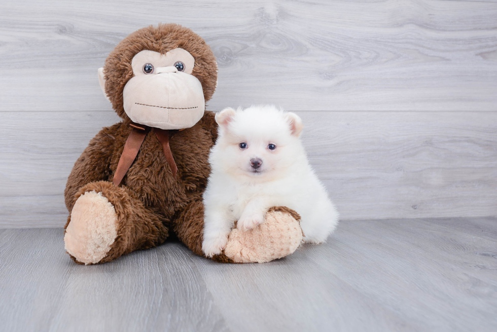 Adorable Pomeranian Purebred Puppy