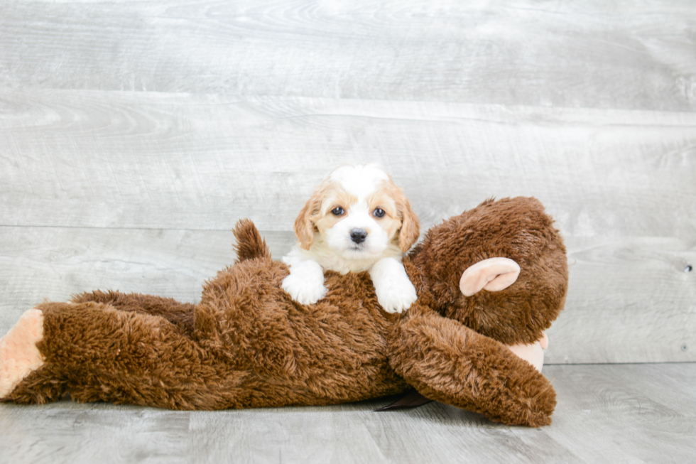 Best Cavapoo Baby