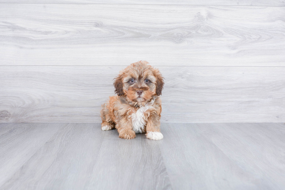 Mini Labradoodle Pup Being Cute