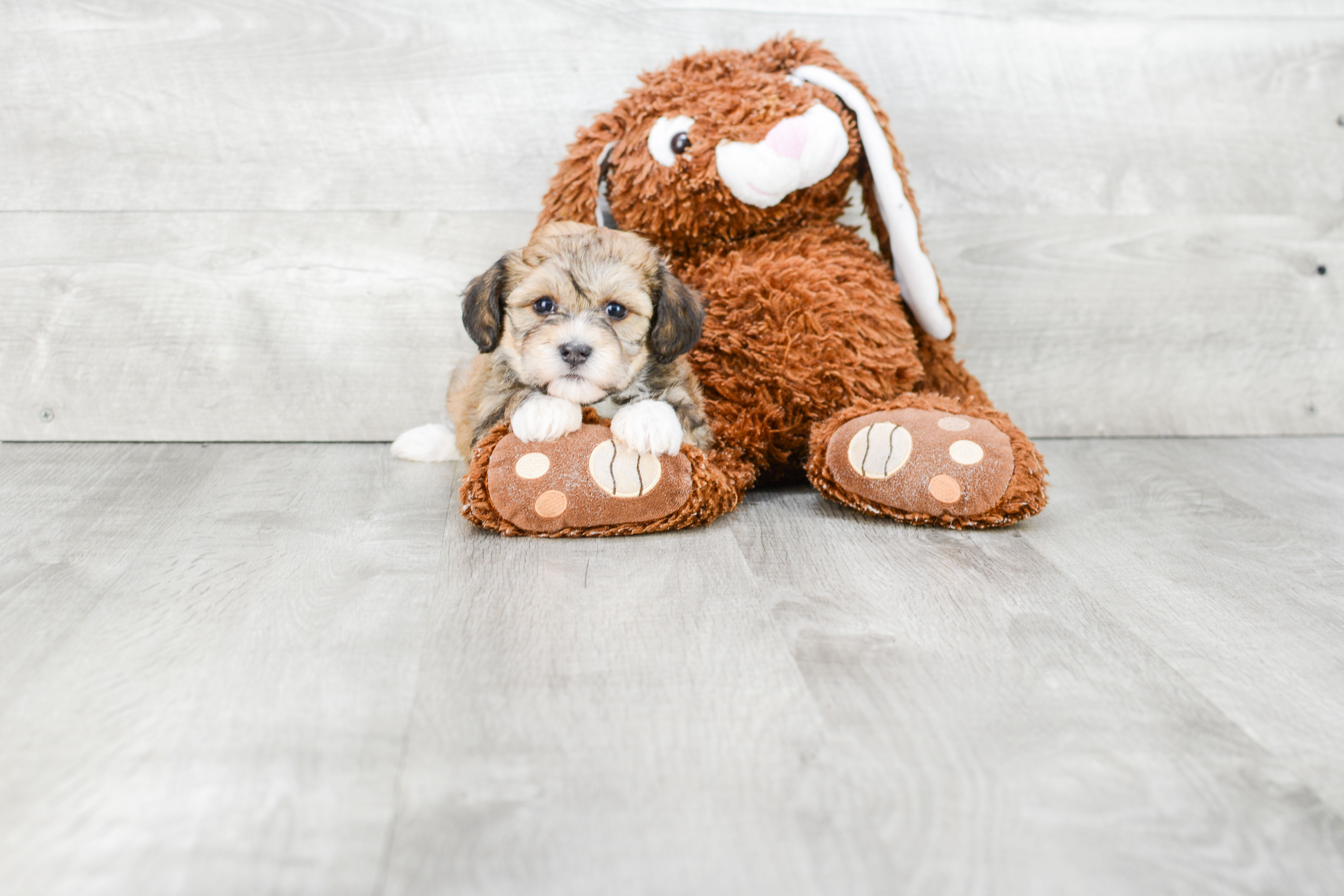 Havanese Puppy for Adoption