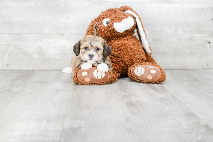 Havanese Puppy for Adoption