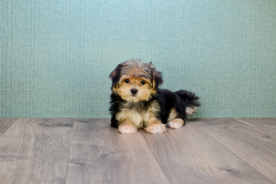 Smart Morkie Designer Pup