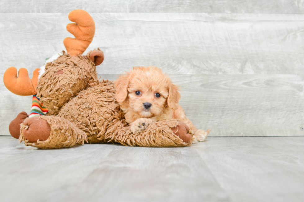 Cavachon Pup Being Cute