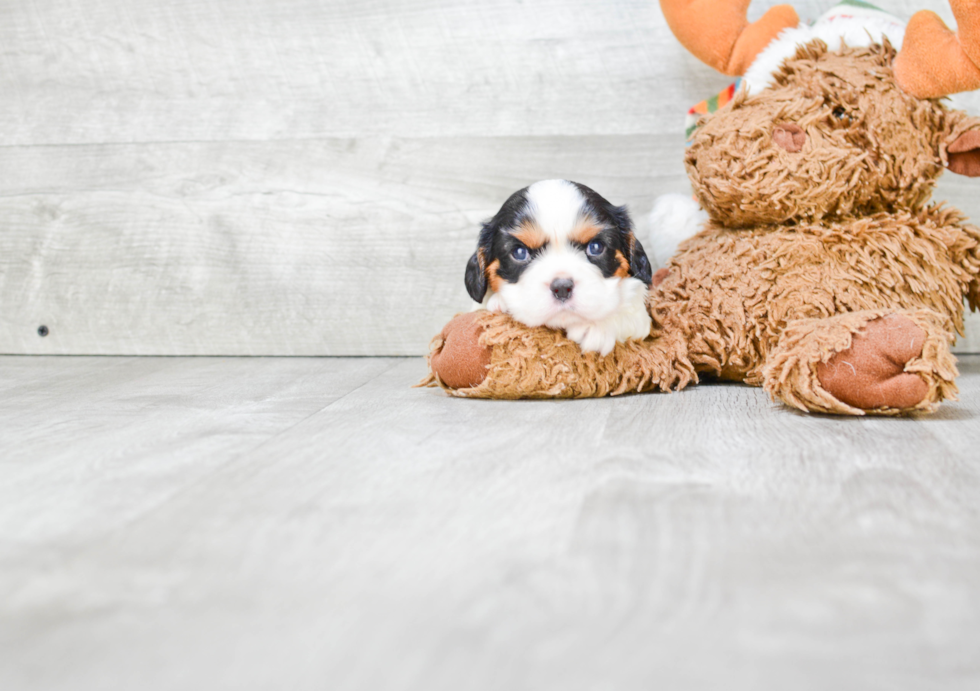 Playful Cavalier King Charles Spaniel Purebred Pup