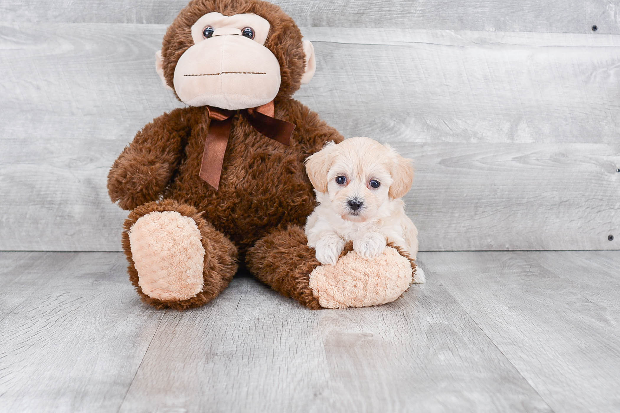 Smart Maltipoo Poodle Mix Pup