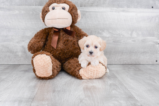 Smart Maltipoo Poodle Mix Pup