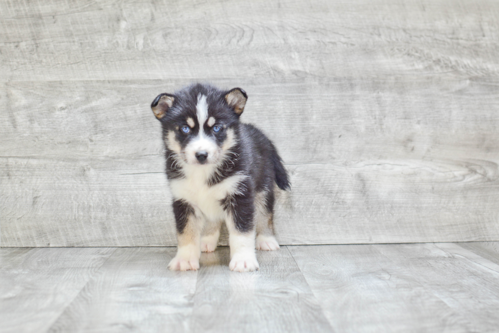 Best Pomsky Baby