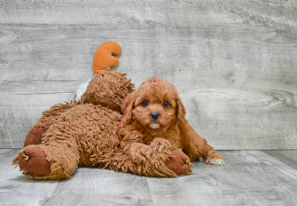 Cavapoo Pup Being Cute