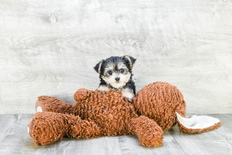 Small Morkie Baby