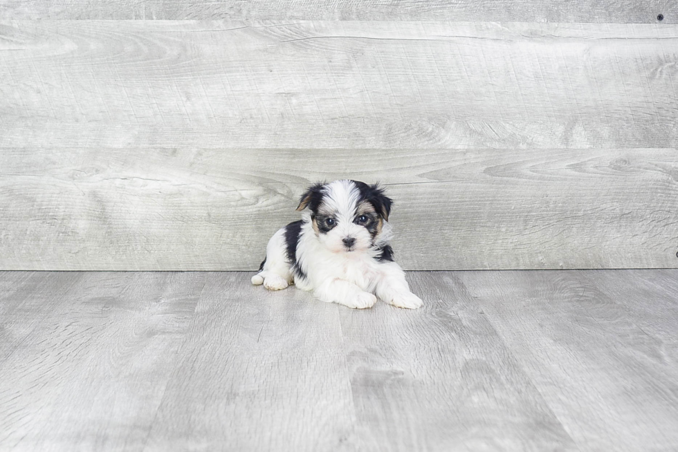 Morkie Pup Being Cute