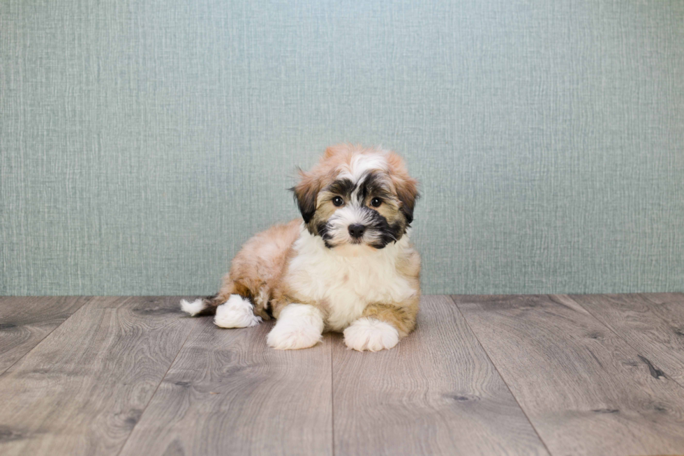 Best Havanese Baby