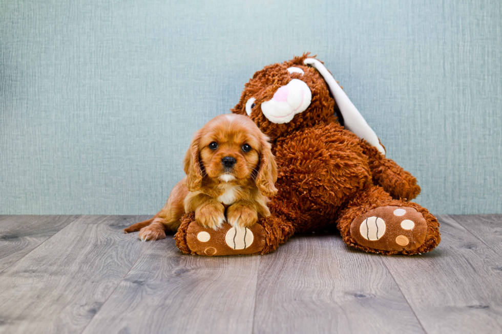 Cavalier King Charles Spaniel Pup Being Cute