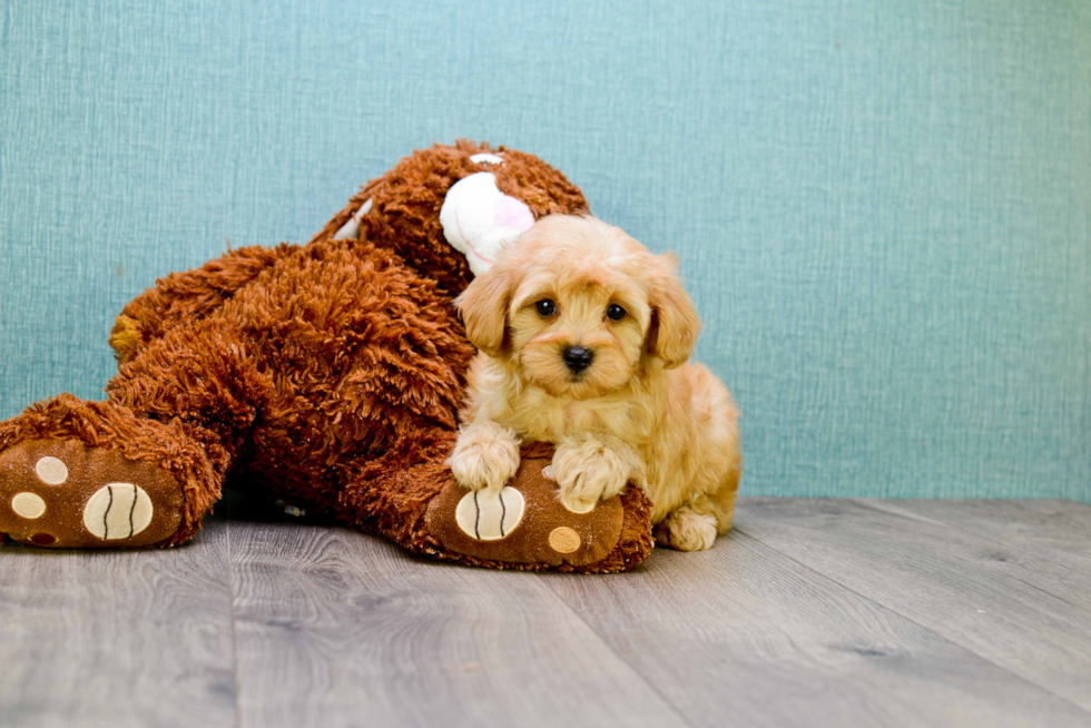 Cavapoo Pup Being Cute