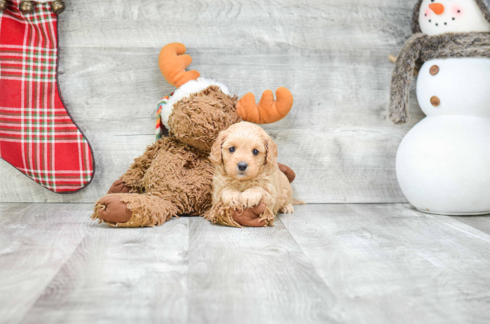 Popular Cavapoo Poodle Mix Pup