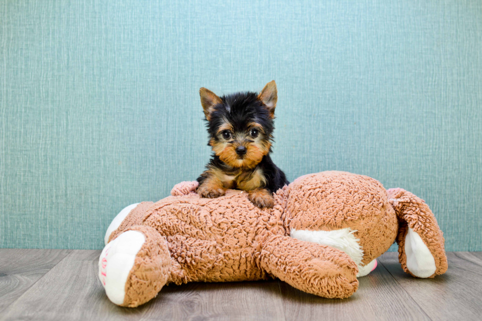 Meet Beckham - our Yorkshire Terrier Puppy Photo 