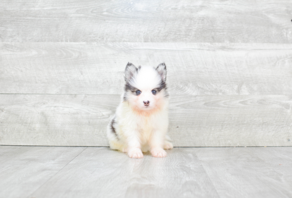 Adorable Mini Husky Designer Puppy