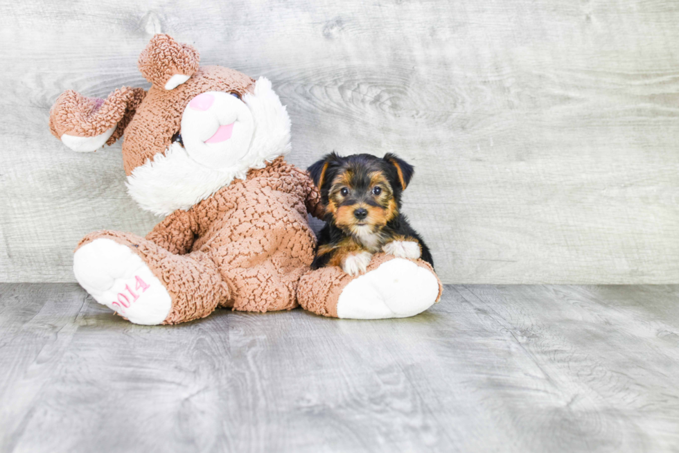 Meet Rihanna - our Yorkshire Terrier Puppy Photo 