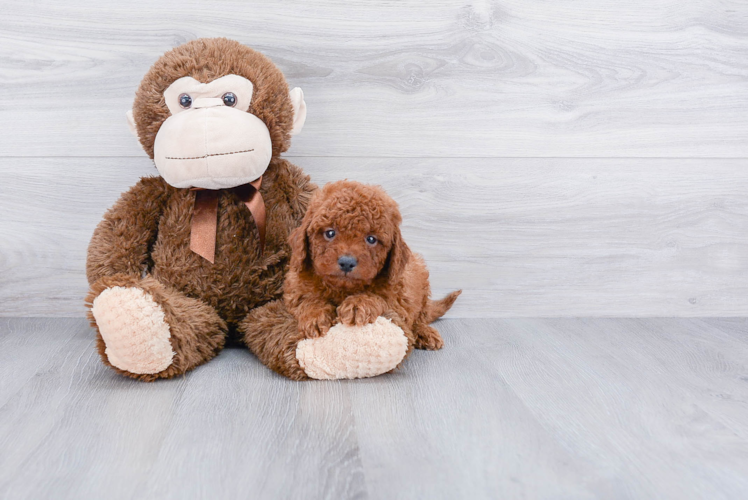 Hypoallergenic Cavoodle Poodle Mix Puppy