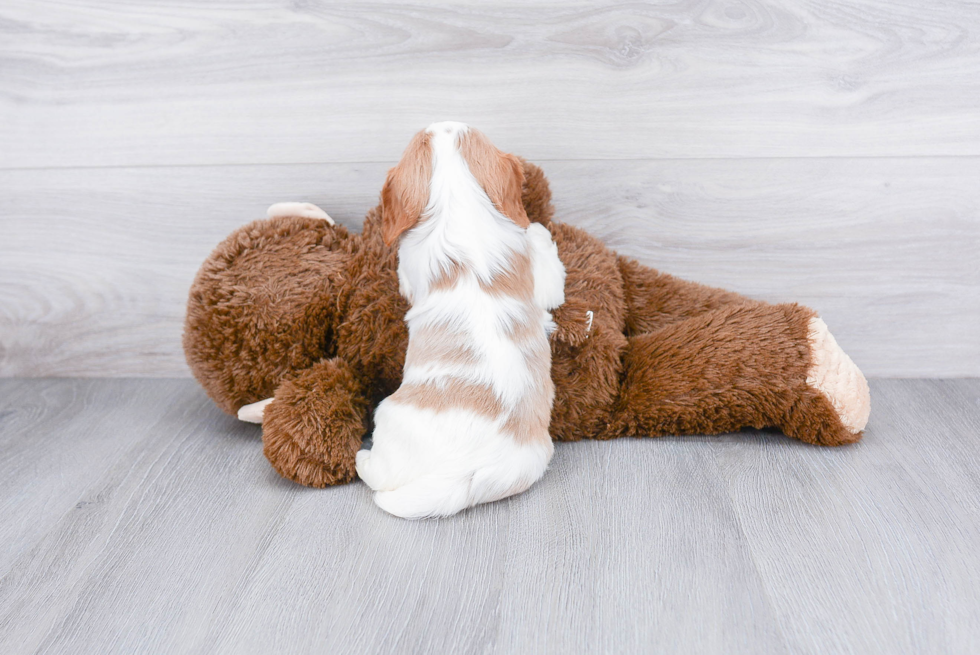 Funny Cavalier King Charles Spaniel Purebred Pup
