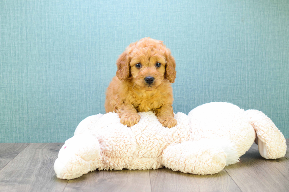 Petite Mini Goldendoodle Poodle Mix Pup