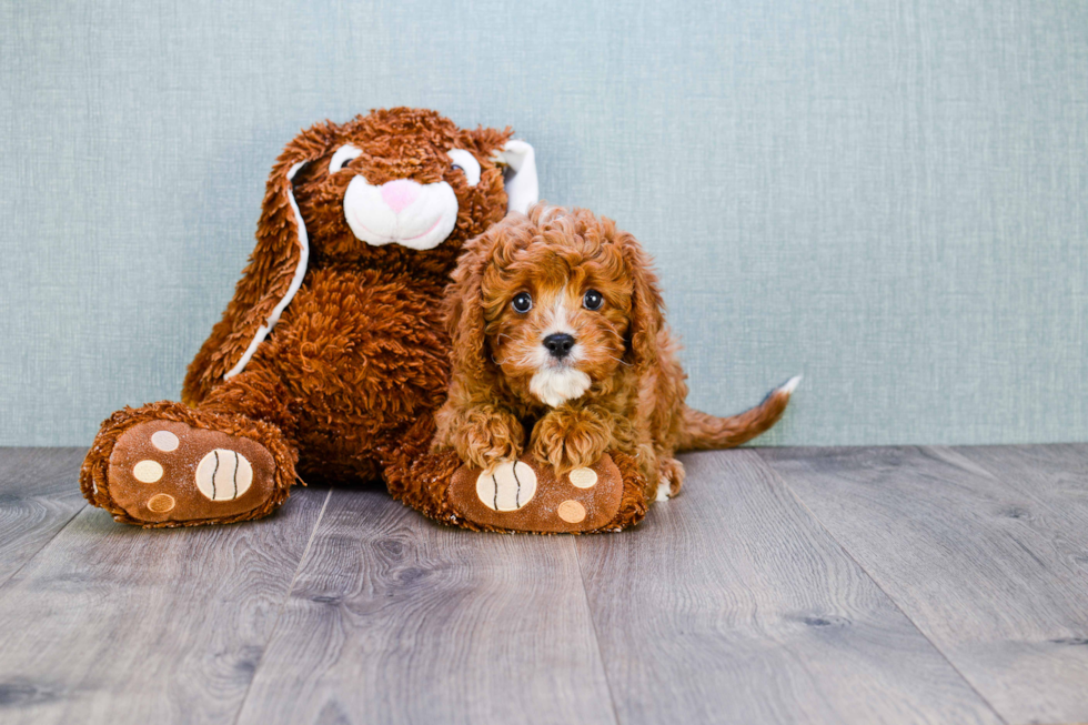 Best Cavapoo Baby