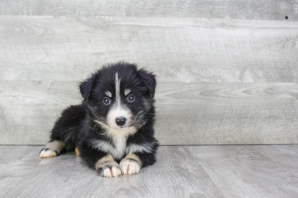 Best Pomsky Baby