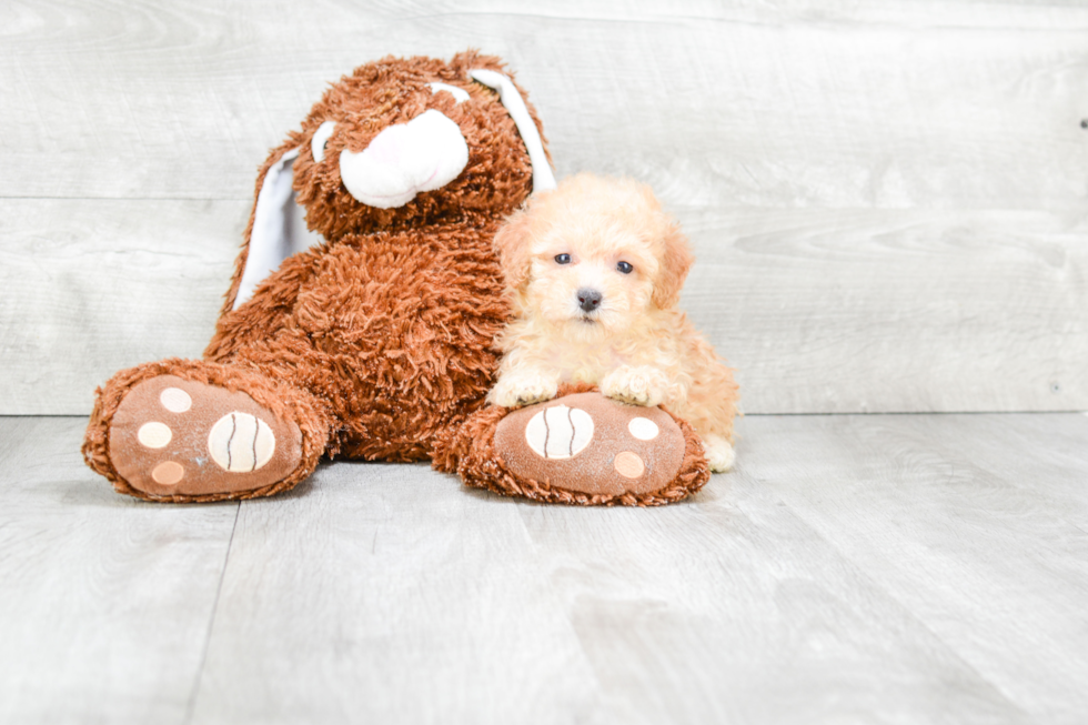 Best Maltipoo Baby