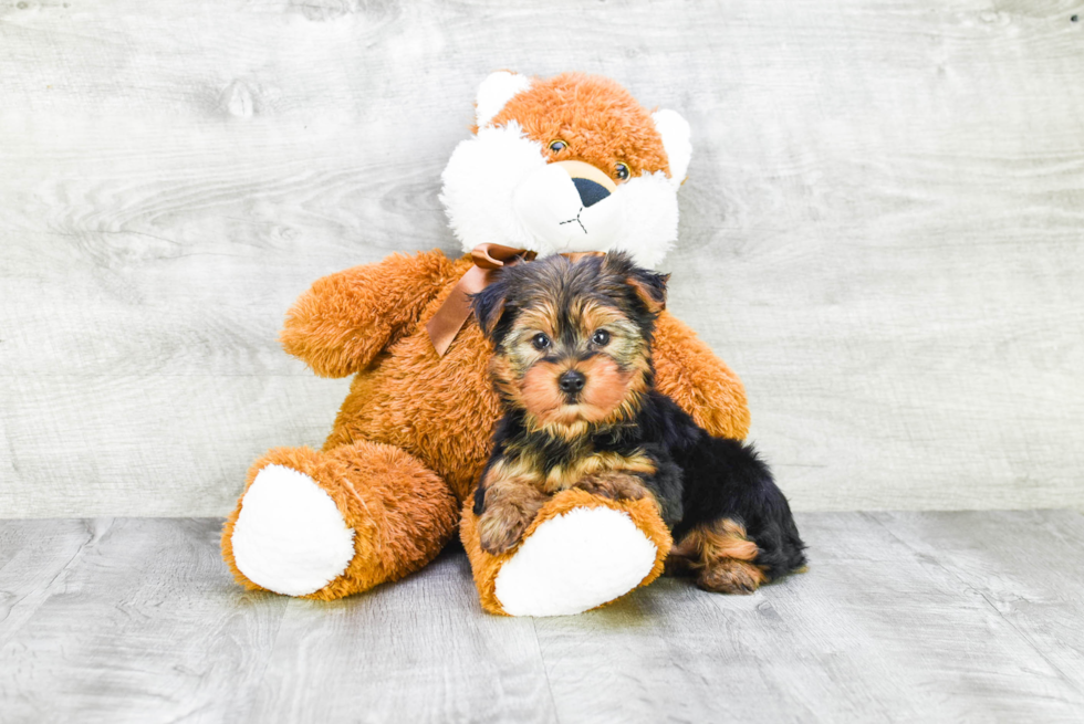 Meet Jeremy - our Yorkshire Terrier Puppy Photo 