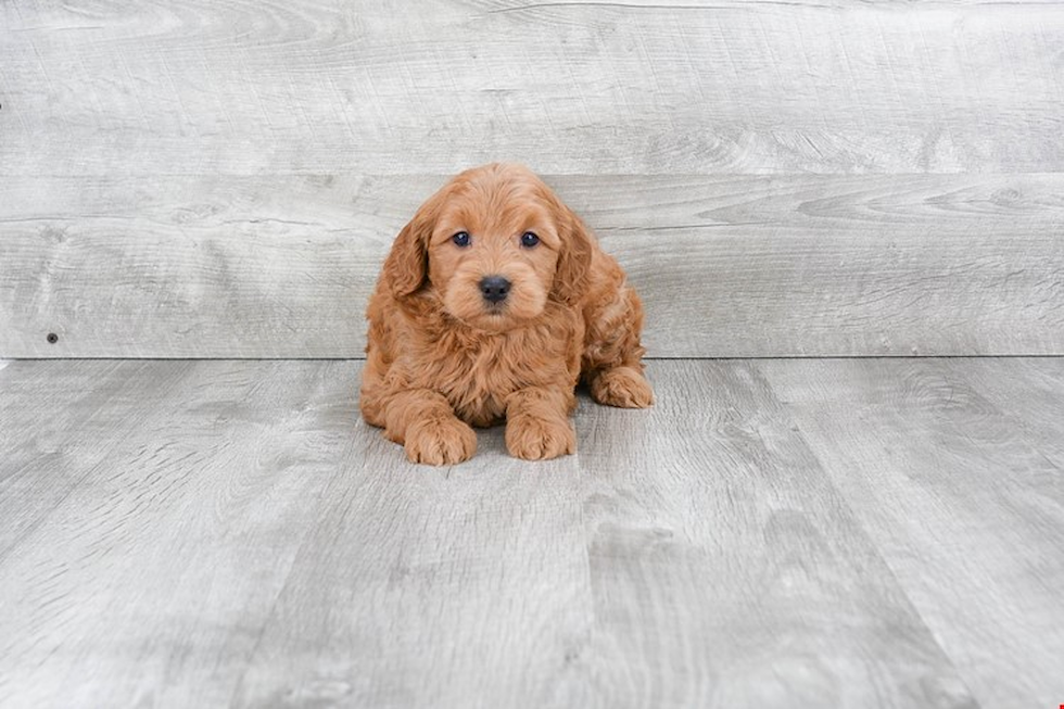 Mini Goldendoodle Pup Being Cute