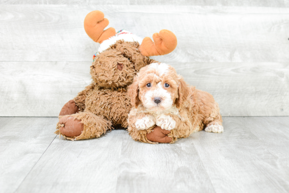 Sweet Cavapoo Baby