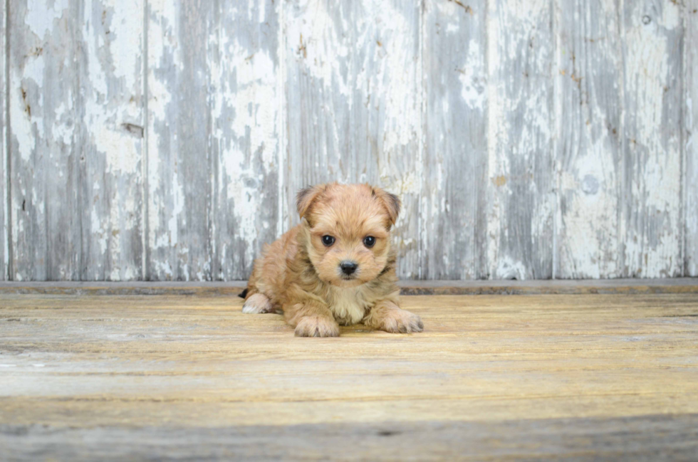 Best Morkie Baby