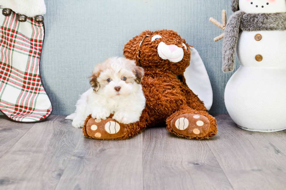 Havanese Pup Being Cute