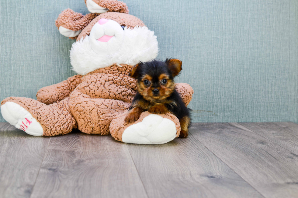 Meet Mikey - our Yorkshire Terrier Puppy Photo 