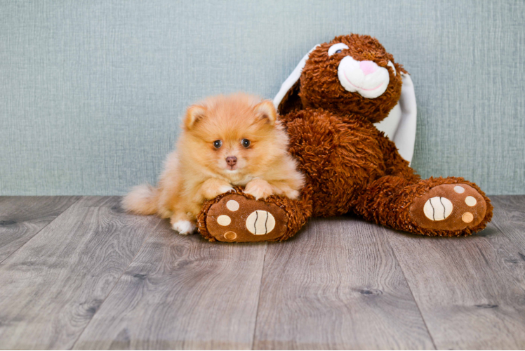 Small Pomeranian Baby