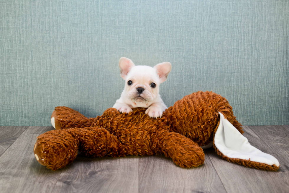 French Bulldog Pup Being Cute