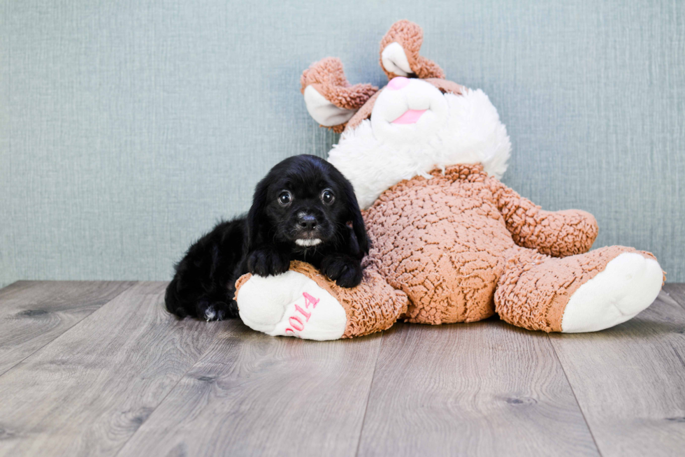 Energetic Cavoodle Poodle Mix Puppy