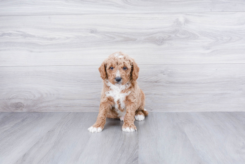 Small Mini Goldendoodle Baby